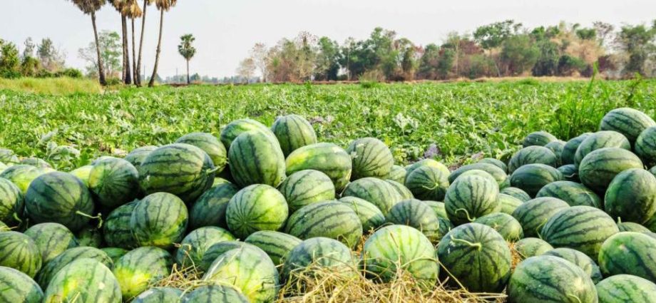 Hidiriha Farmers